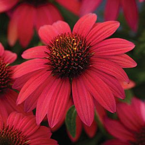 Echinacea Sombrero – Baja Burgundy Coneflower