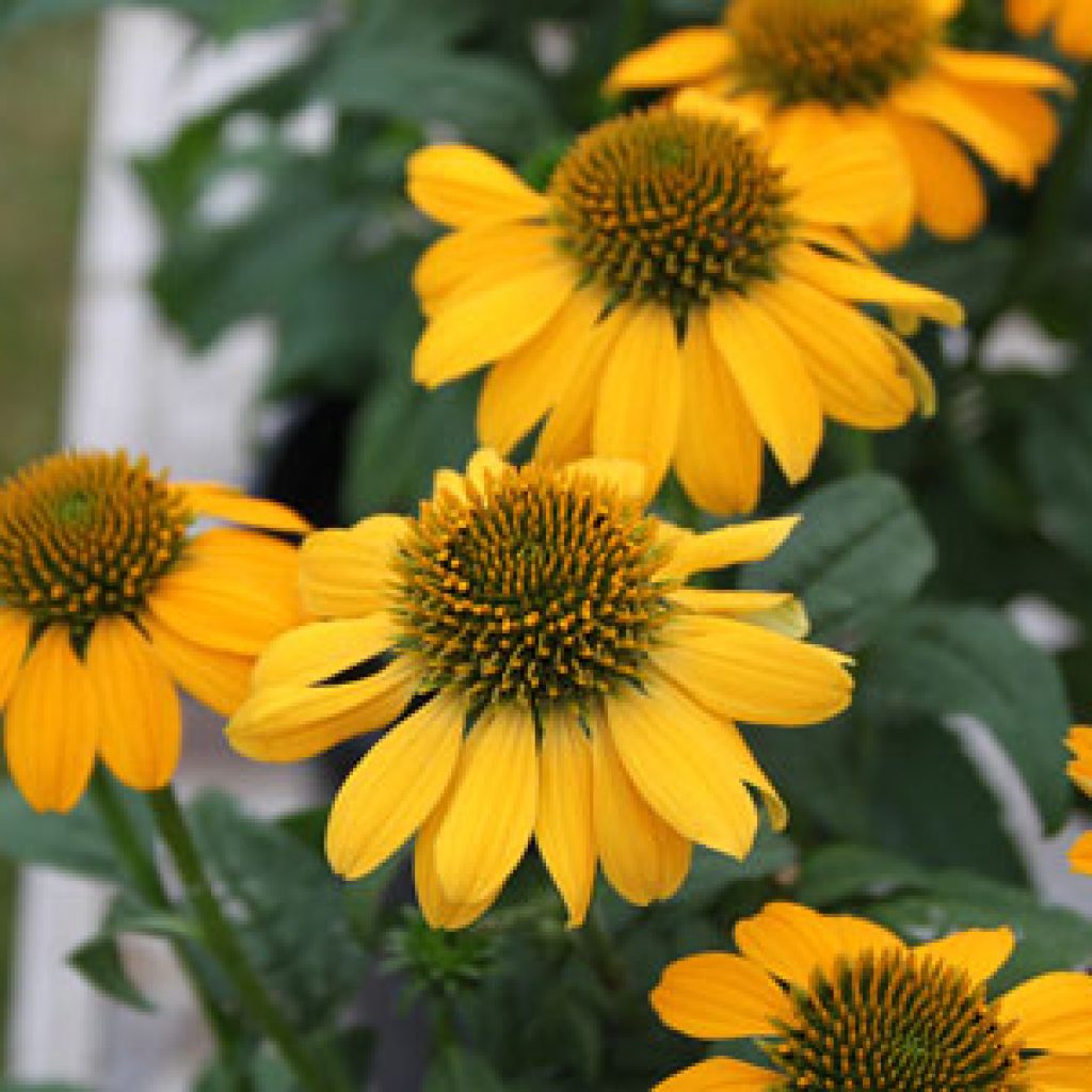 Echinacea Sombrero ‘Lemon Yellow’ Coneflower | Butterfly Gardens to Go