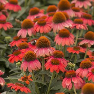 Echinacea Sombrero ‘Hot Coral’ Coneflower