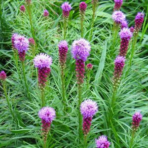 Liatris squarrosa –Scaly Blazingstar