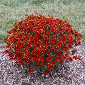 Coreopsis verticillata Sizzle & Spice™ Crazy Cayenne