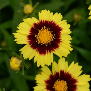 Coreopsis – UpTick™ Yellow & Red