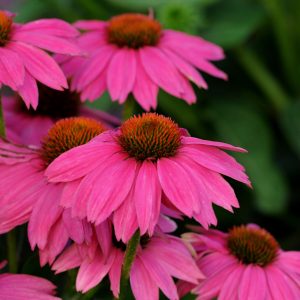 Echinacea – PowWow Wild Berry