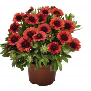 Gaillardia aristata ‘Spintop Red’