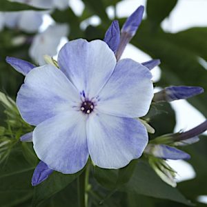 Phlox ‘Flame Blue’