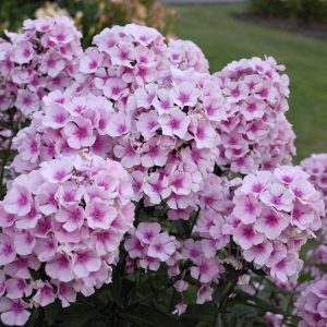 Phlox paniculata Bright Eyes