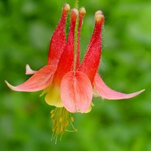 Aquilegia canadensis – Columbine Little Lanterns
