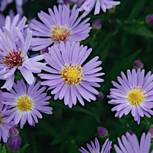 Aster ‘Wood’s Blue’ | Butterfly Gardens to Go