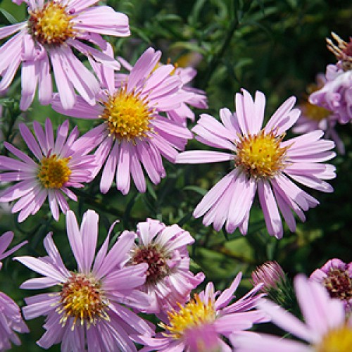 Aster ‘Wood’s Pink’ | Butterfly Gardens to Go