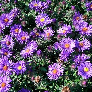 Aster ‘Purple Dome’