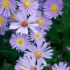 Aster ‘Wood’s Blue’