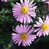 Aster ‘Wood’s Pink’