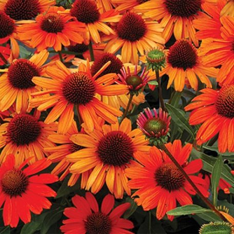 Echinacea ‘Kismet™ Intense Orange’ | Butterfly Gardens to Go