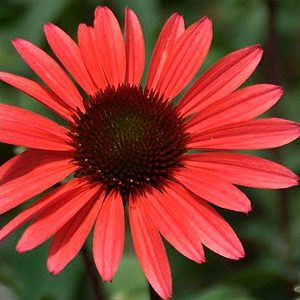 Echinacea – Solar Flare