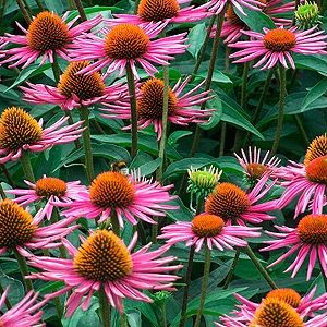 Echinacea ‘Pica Bella’