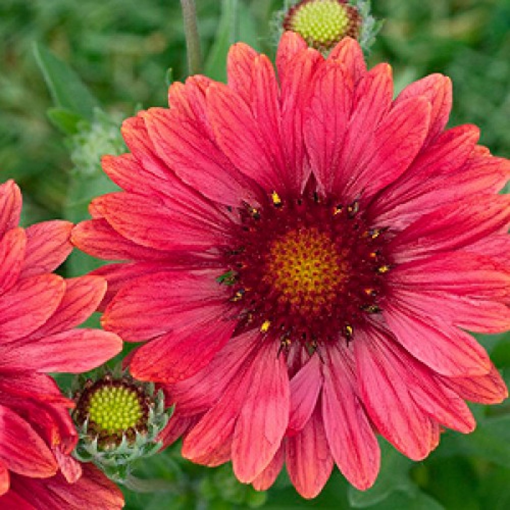 Gaillardia grandiflora - Arizona Sun Blanket Flower - Butterfly Gardens ...