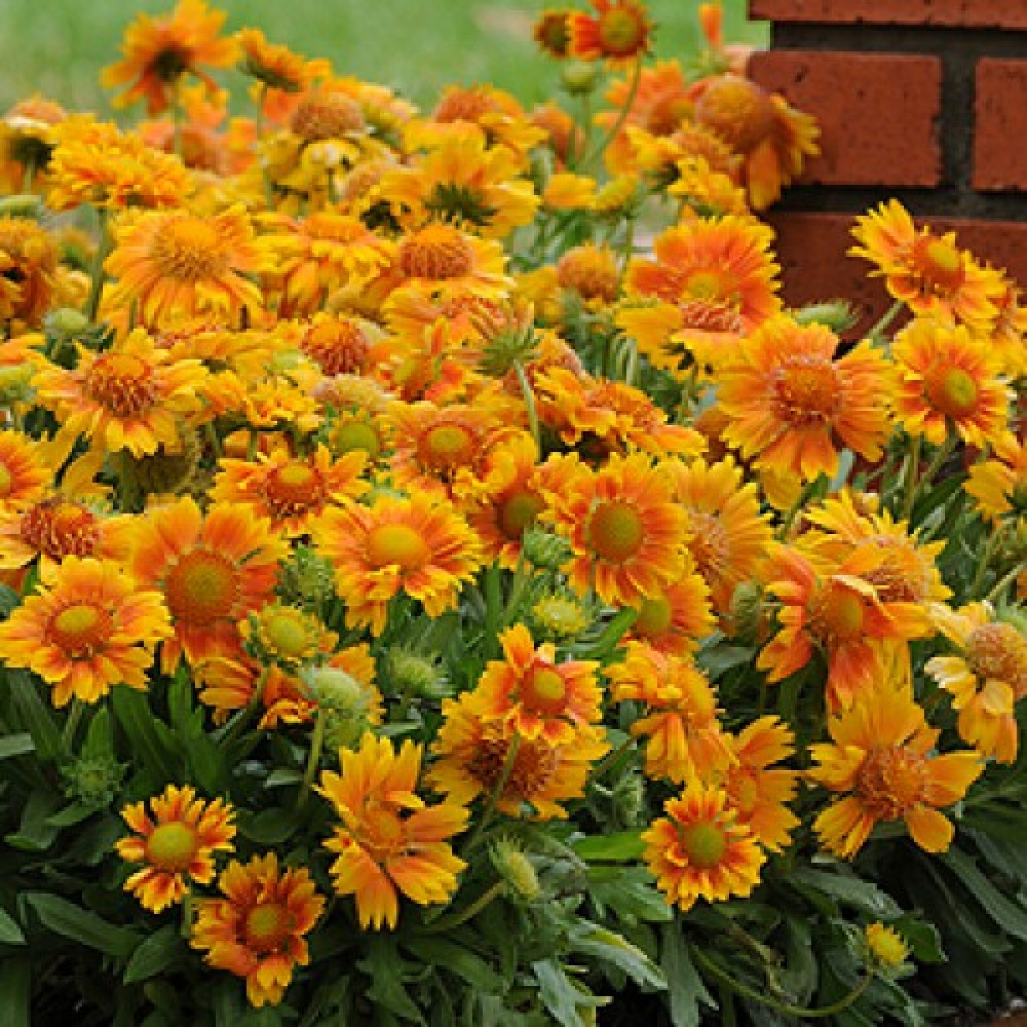 Gaillardia Grandiflora Mesa Peach Butterfly Gardens To Go
