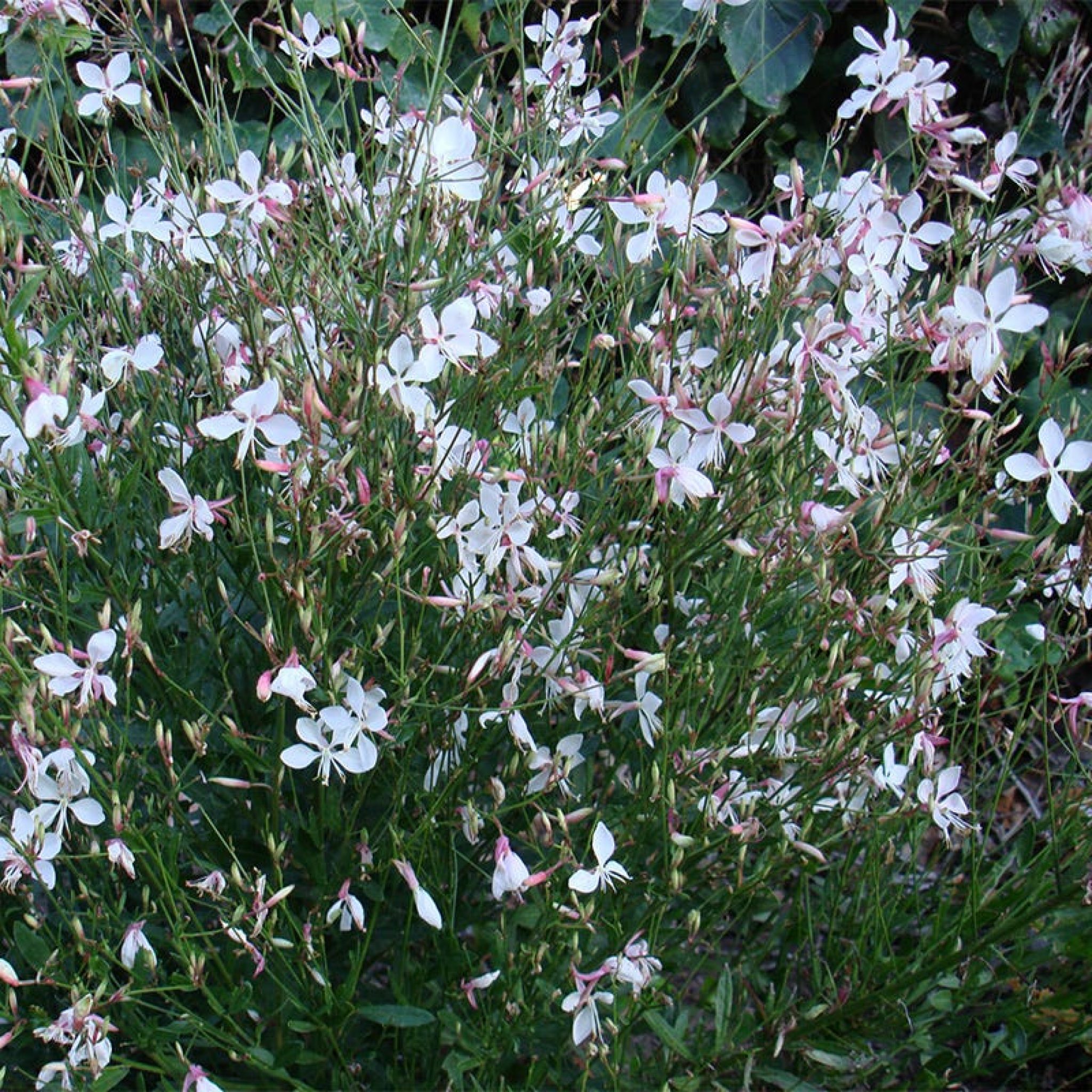 Gaura lindheimeri - Walberton's Snow Fountain - Butterfly Gardens To Go