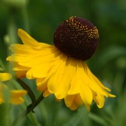 Helenium flexuosum 'Tiny Dancer'