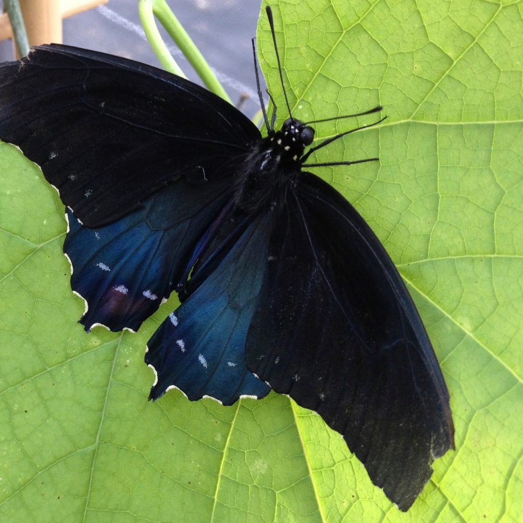 Aristolochia tomentosa - Dutchman’s Pipe | Butterfly Gardens to Go