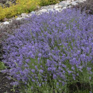 Lavandula angustifolia – Essence Purple
