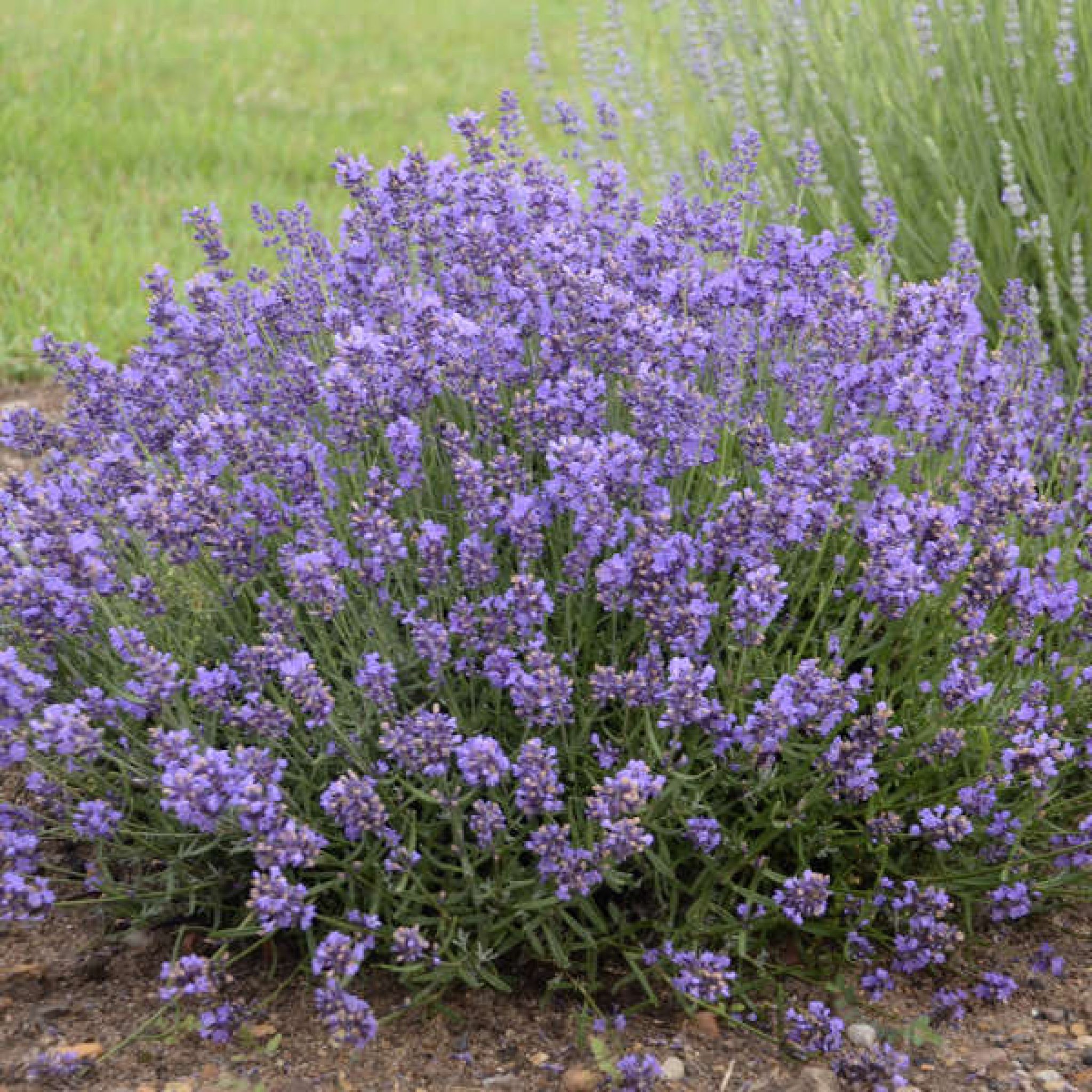 Lavandula Angustifolia - Lavender Plant