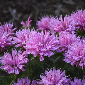 Monarda 'Pink Frosting'