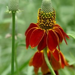 Ratibida columnifera 'Red Midget'