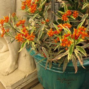 Asclepias – Monarch Promise