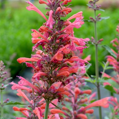 Butterfly Nectar Plants, Milkweed | Butterfly Gardens to Go