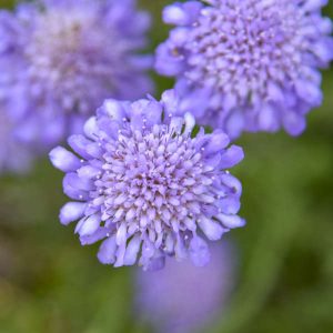Scabiosa columbaria ‘Butterfly Blue’ – Pincushion Flower
